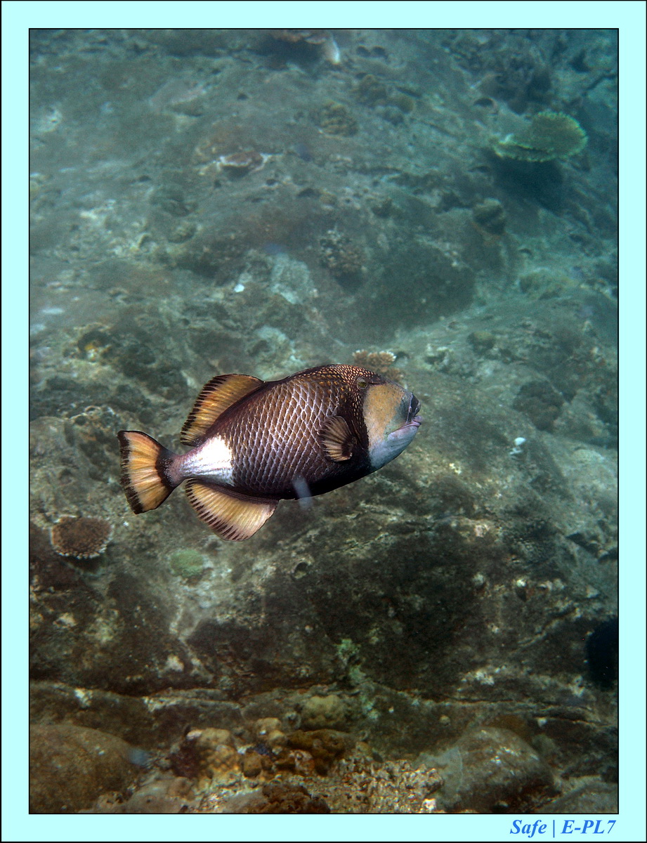 2016 - 07 - Leng Tengah - 072